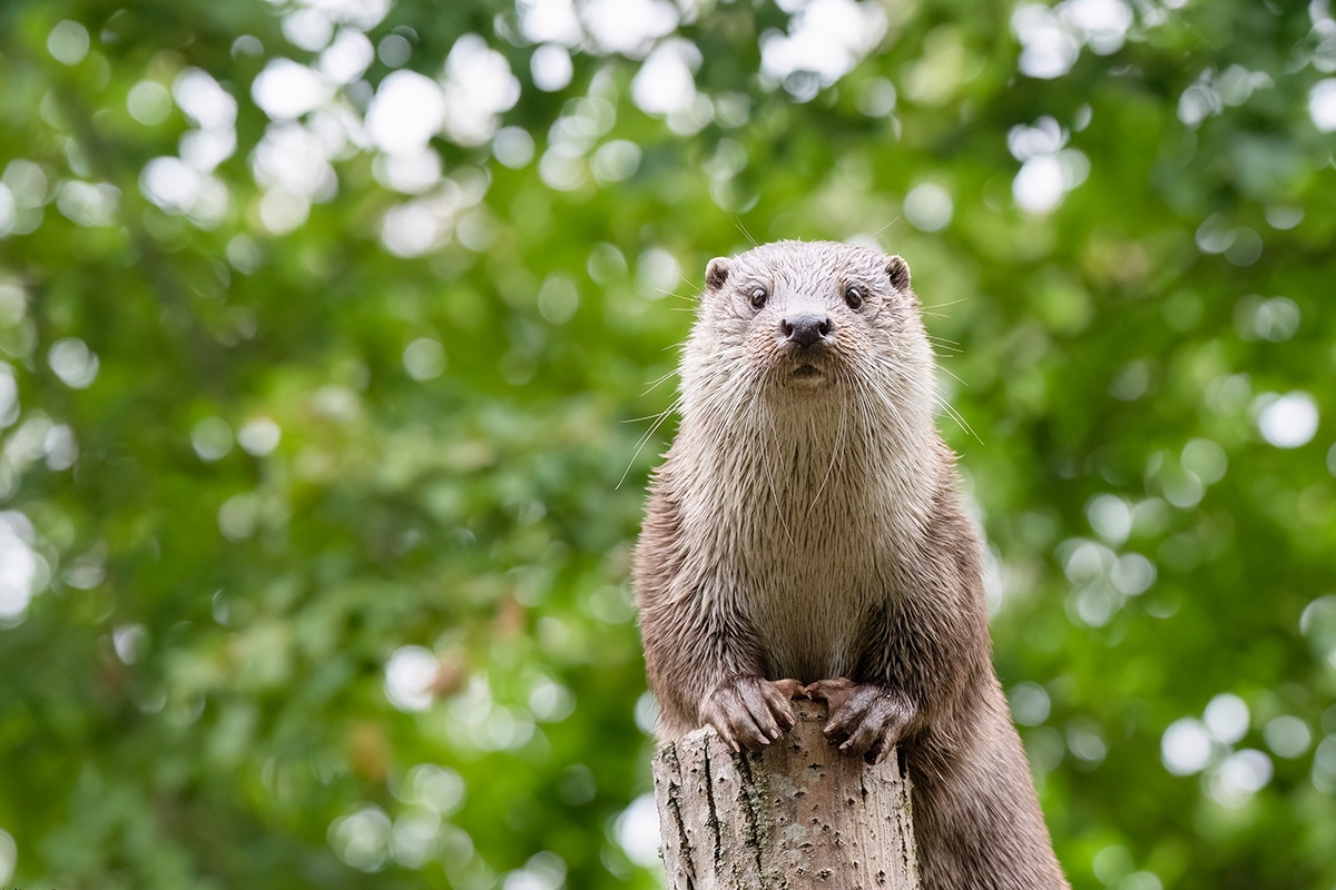 Entreeticket GaiaZOO