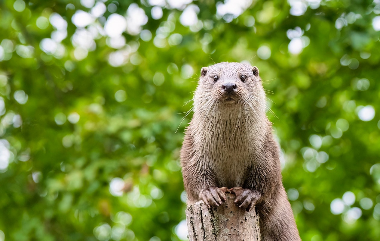 Entreeticket GaiaZOO