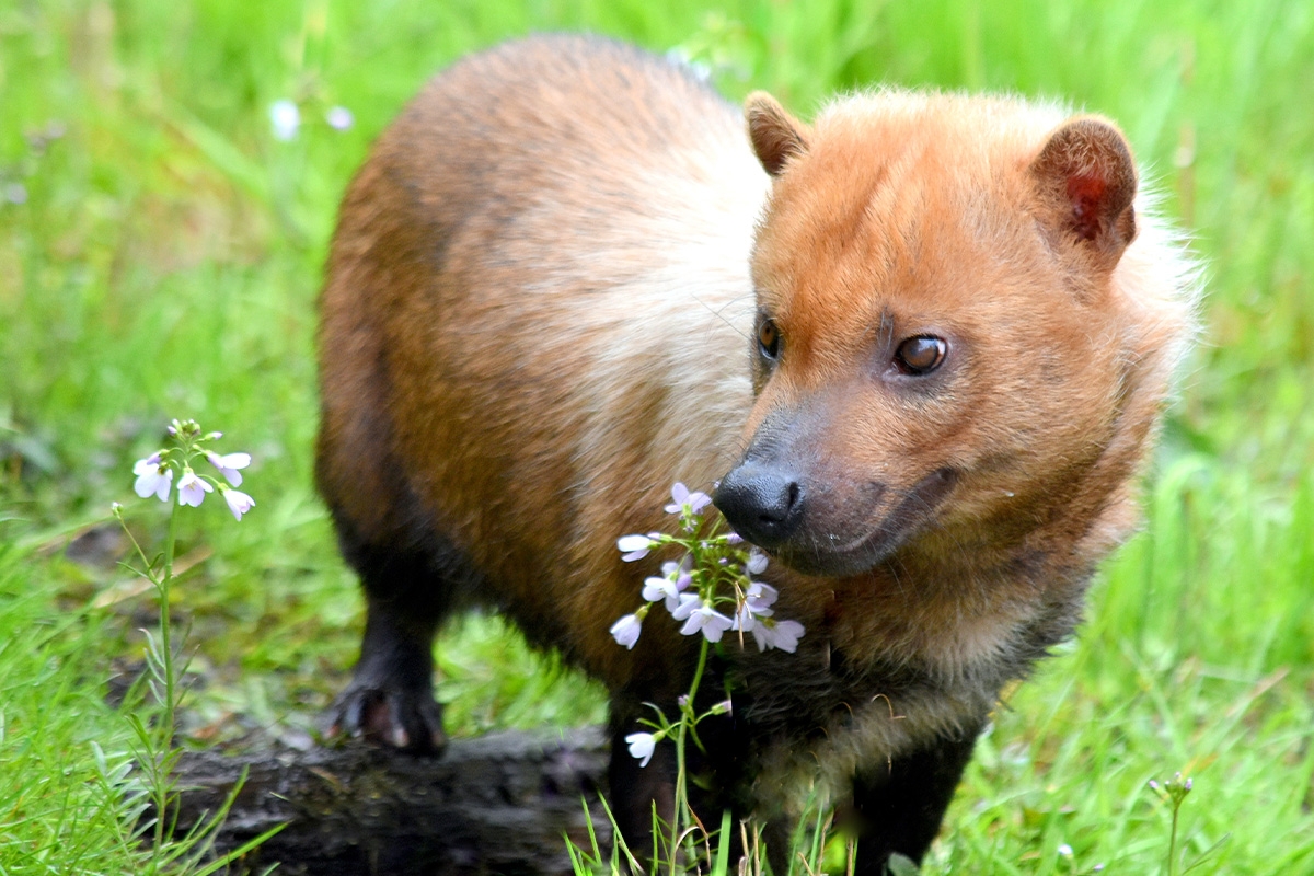 Entreeticket GaiaZOO