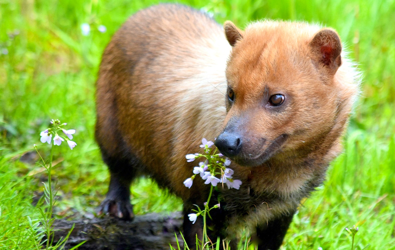 Entreeticket GaiaZOO