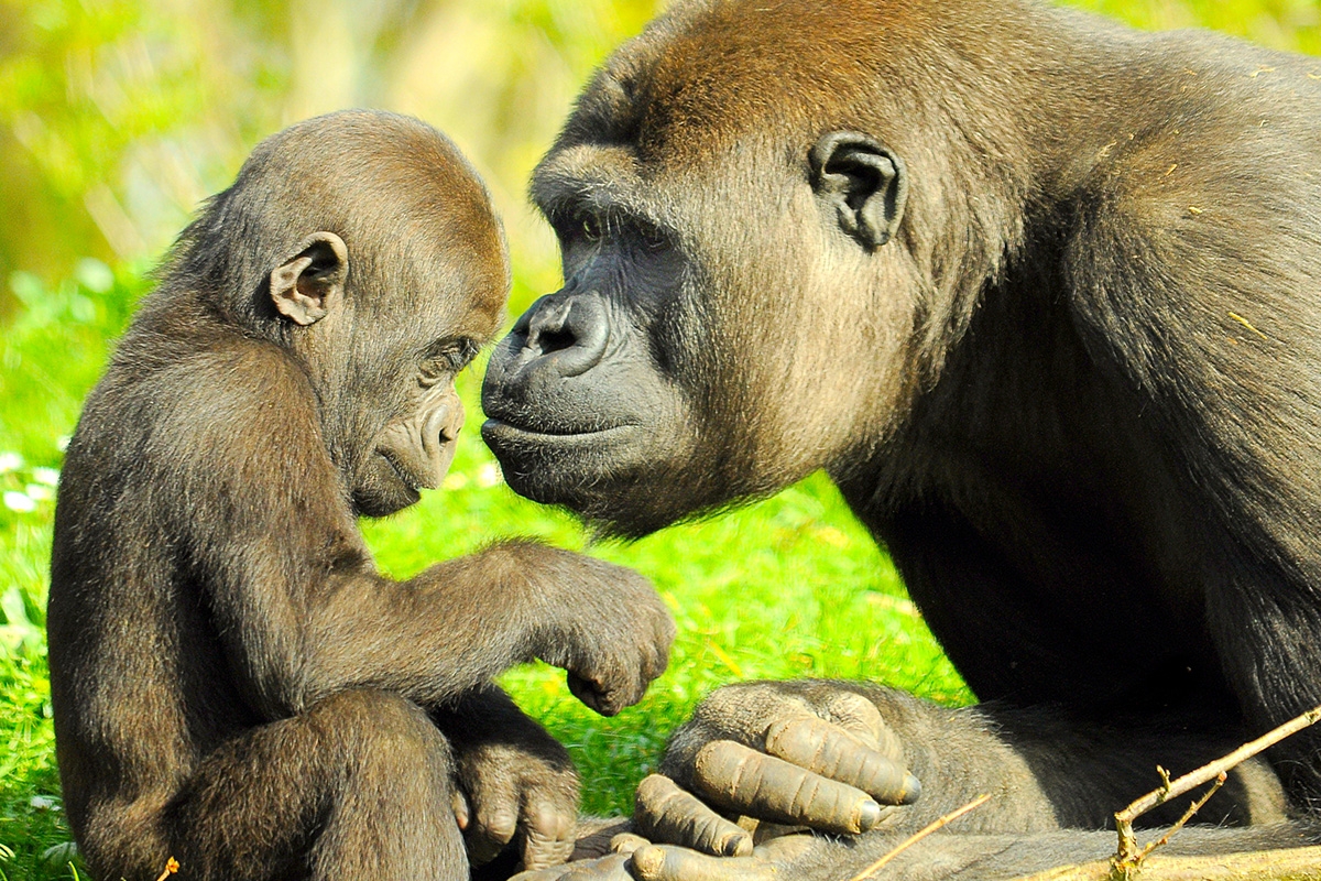 Entreeticket GaiaZOO