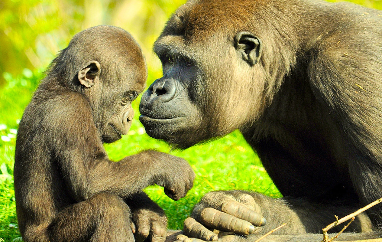 Entreeticket GaiaZOO