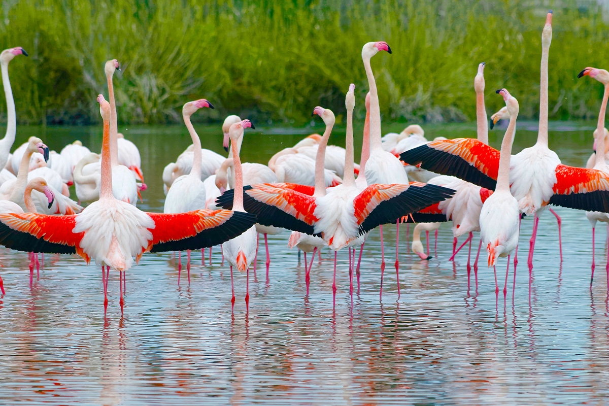 Entreeticket GaiaZOO