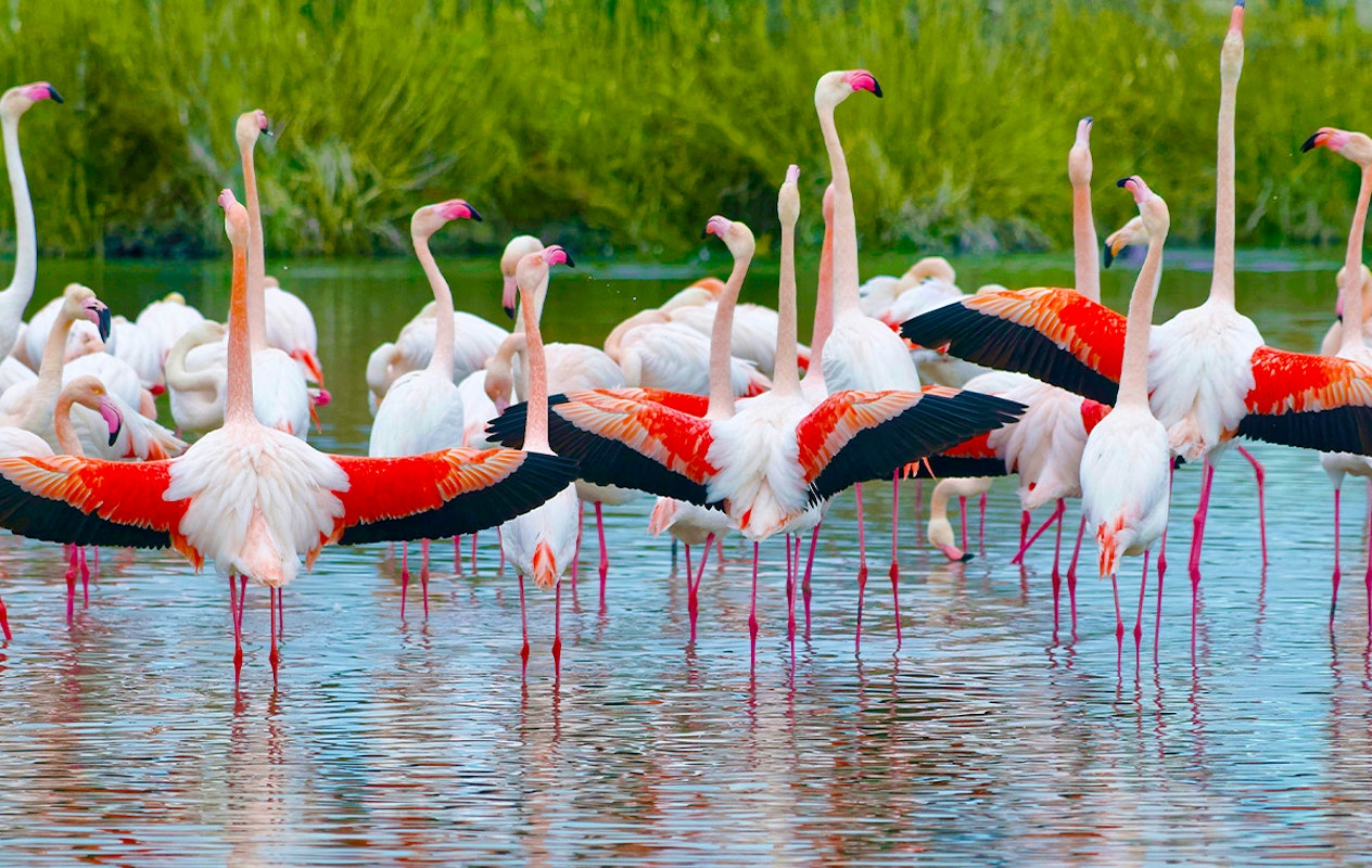 Entreeticket GaiaZOO