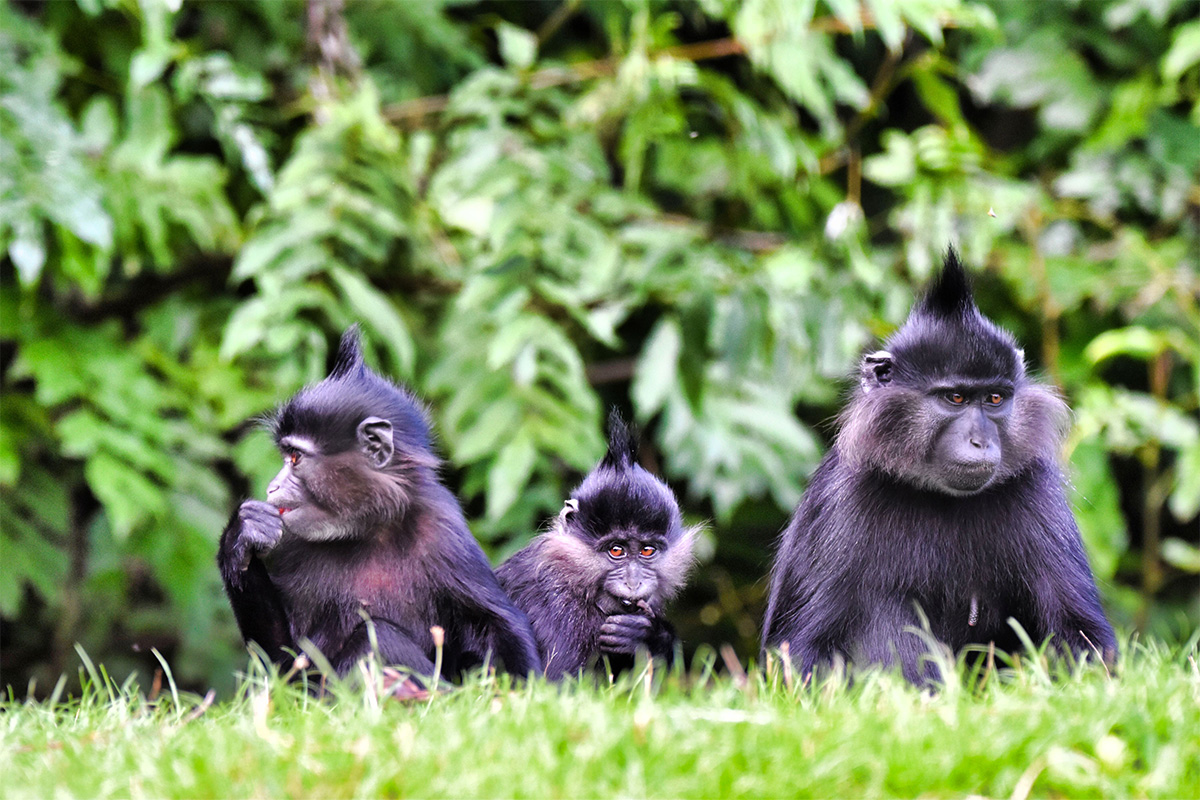 Entreeticket GaiaZOO