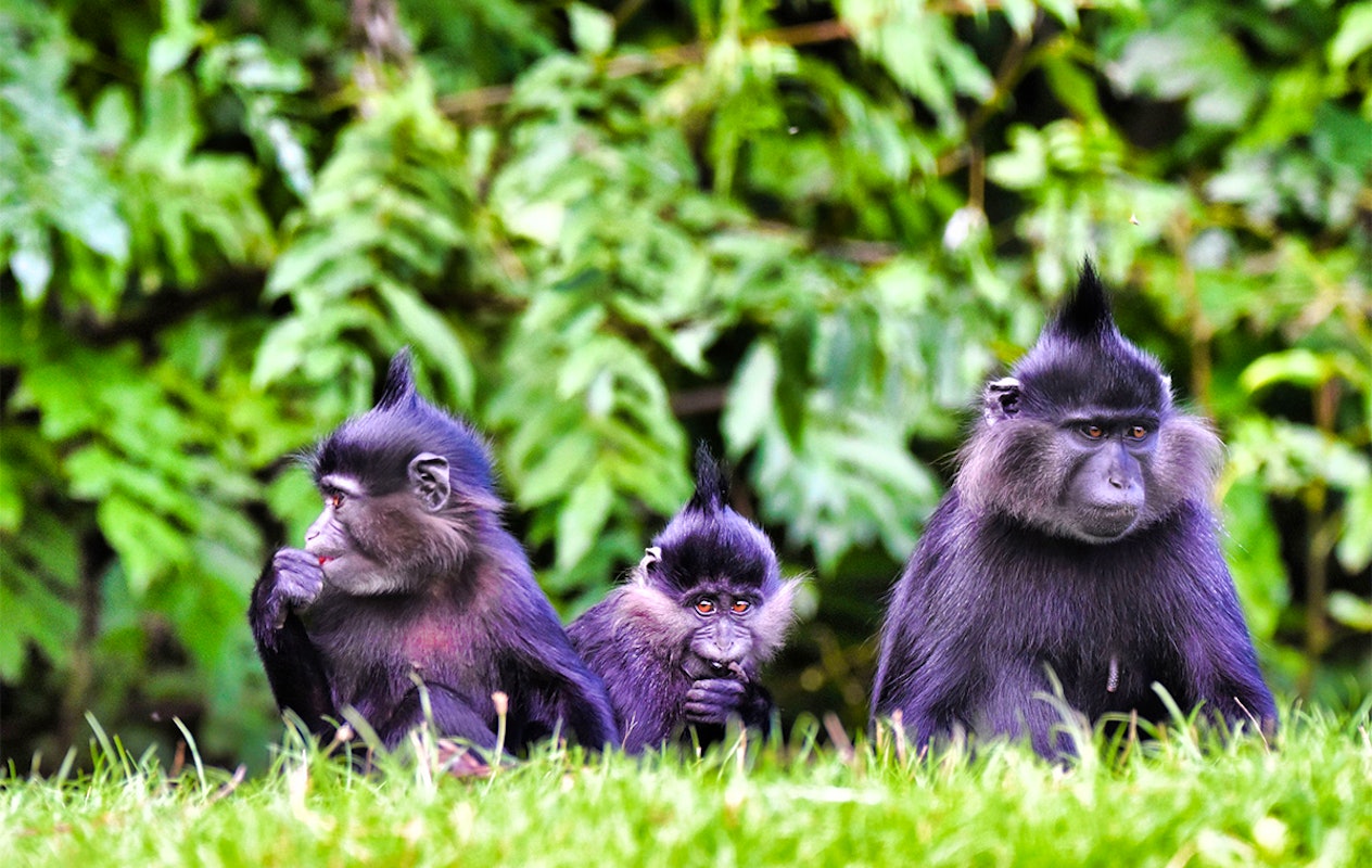 Entreeticket GaiaZOO