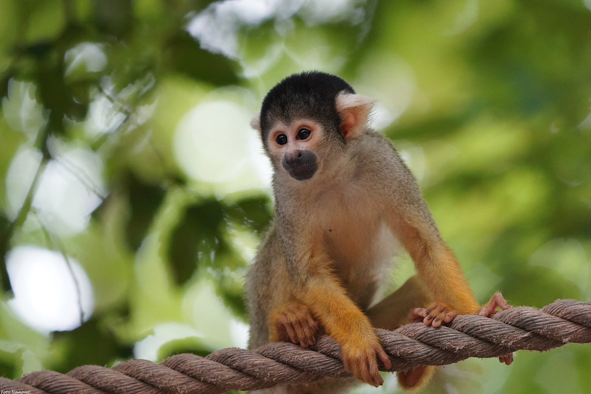 Entreeticket GaiaZOO