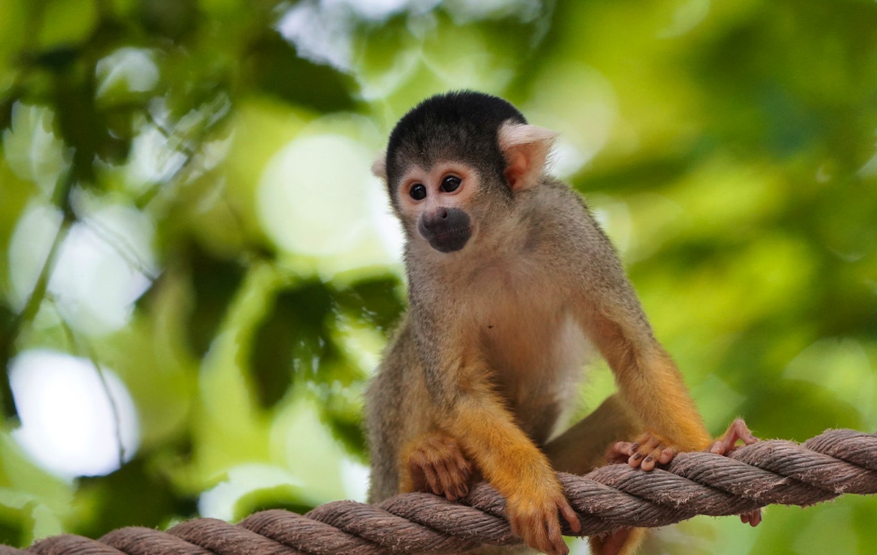 Entreeticket GaiaZOO