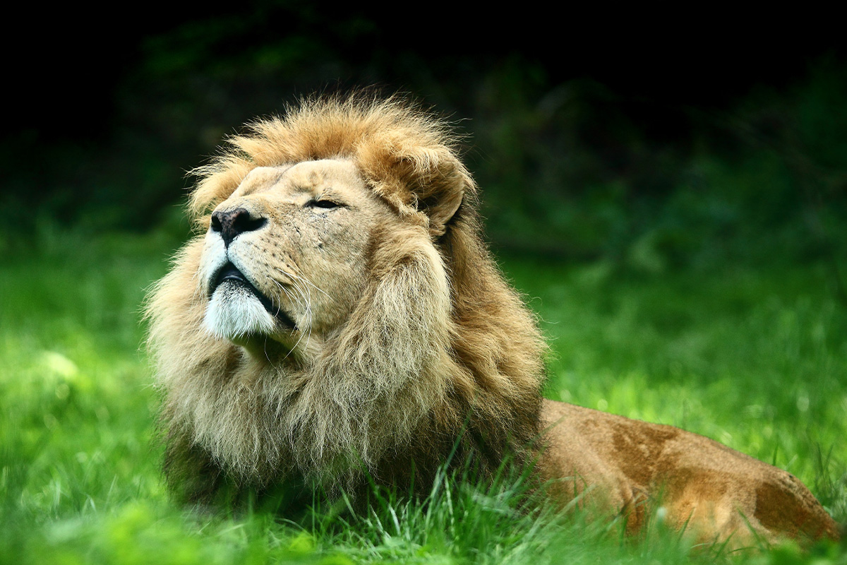 Entreeticket GaiaZOO