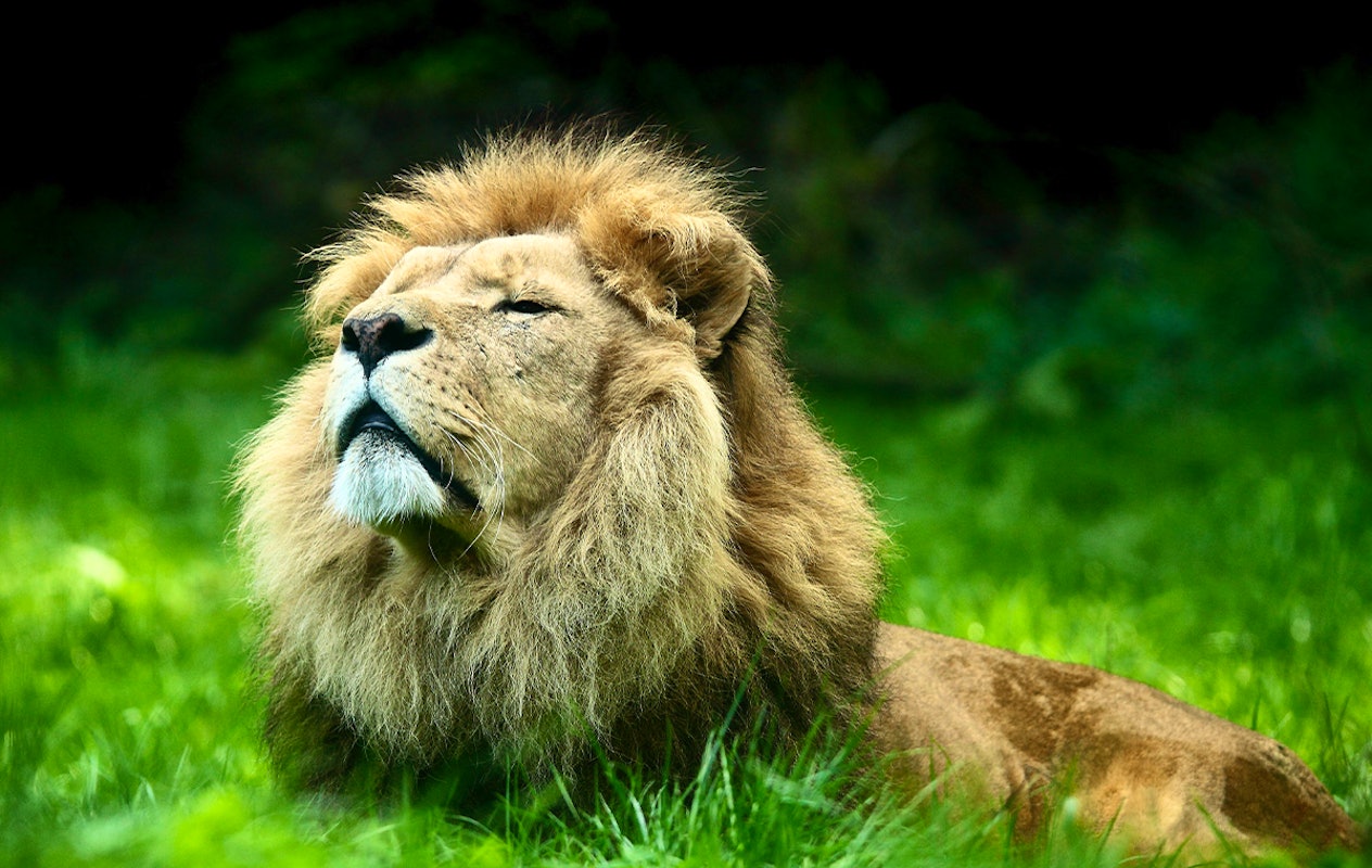 Entreeticket GaiaZOO