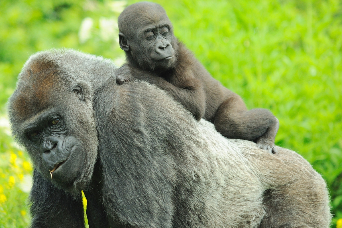 Entreeticket GaiaZOO