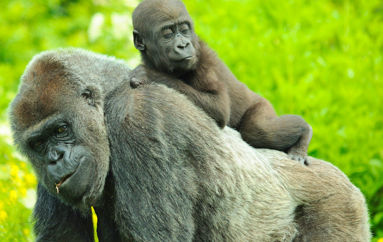 Entreeticket GaiaZOO