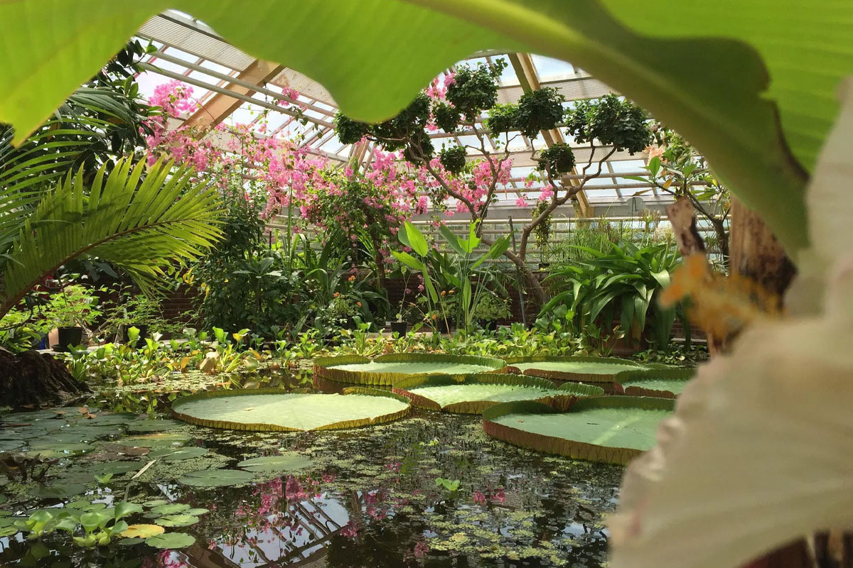 Entreeticket Hortus botanicus Leiden