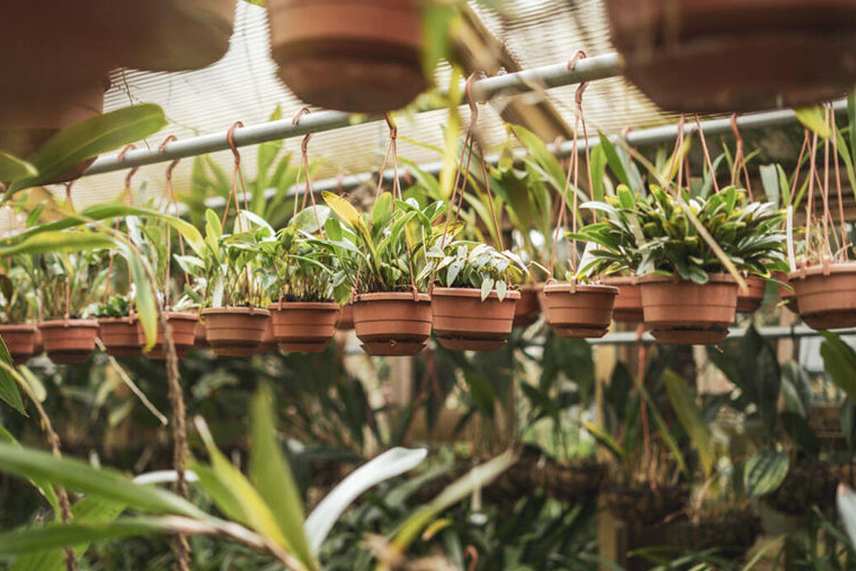 Entreeticket Hortus botanicus Leiden