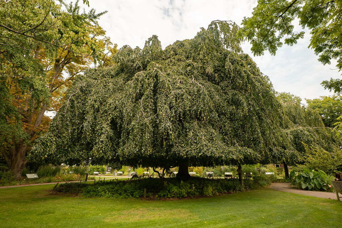 Entreeticket Hortus botanicus Leiden