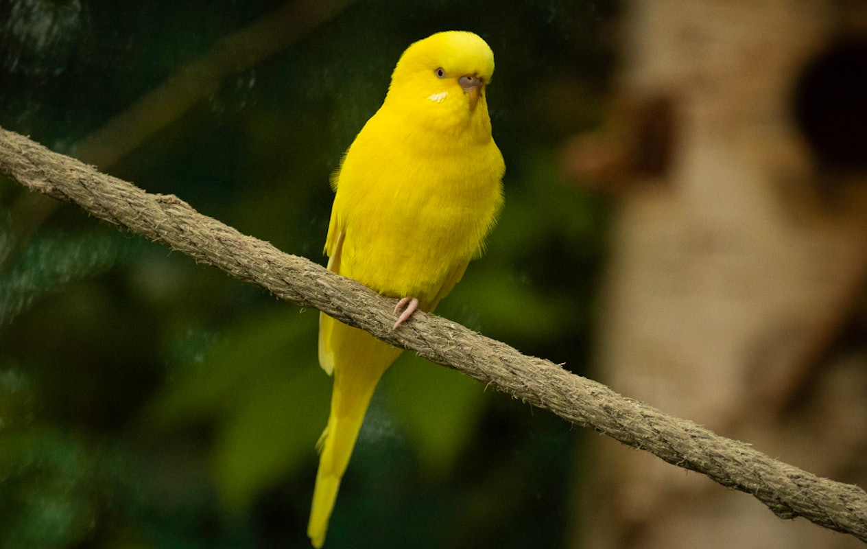 Entreeticket Kabouterland