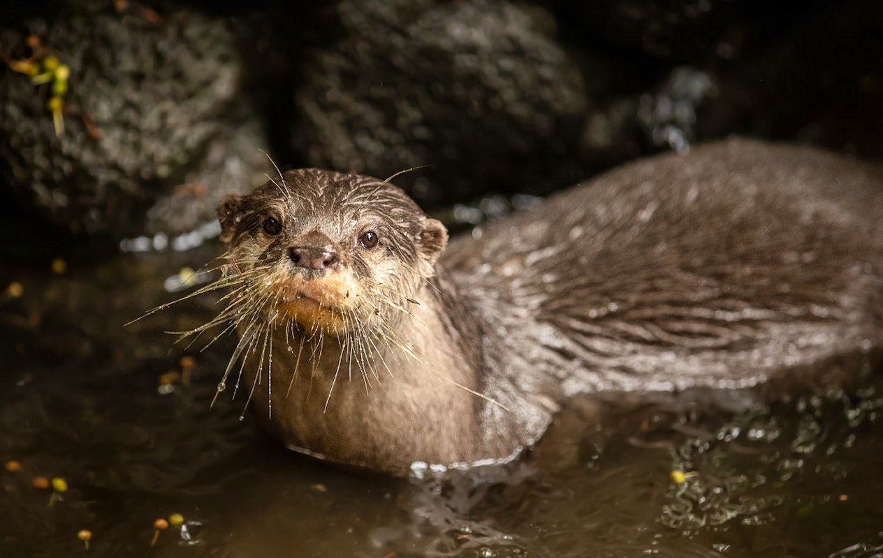 Entreeticket Kabouterland