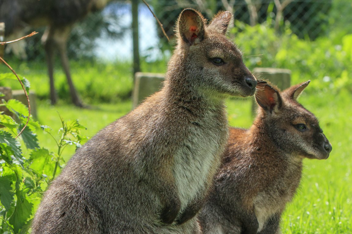 Entreeticket Kasteelpark Born voor 2 personen
