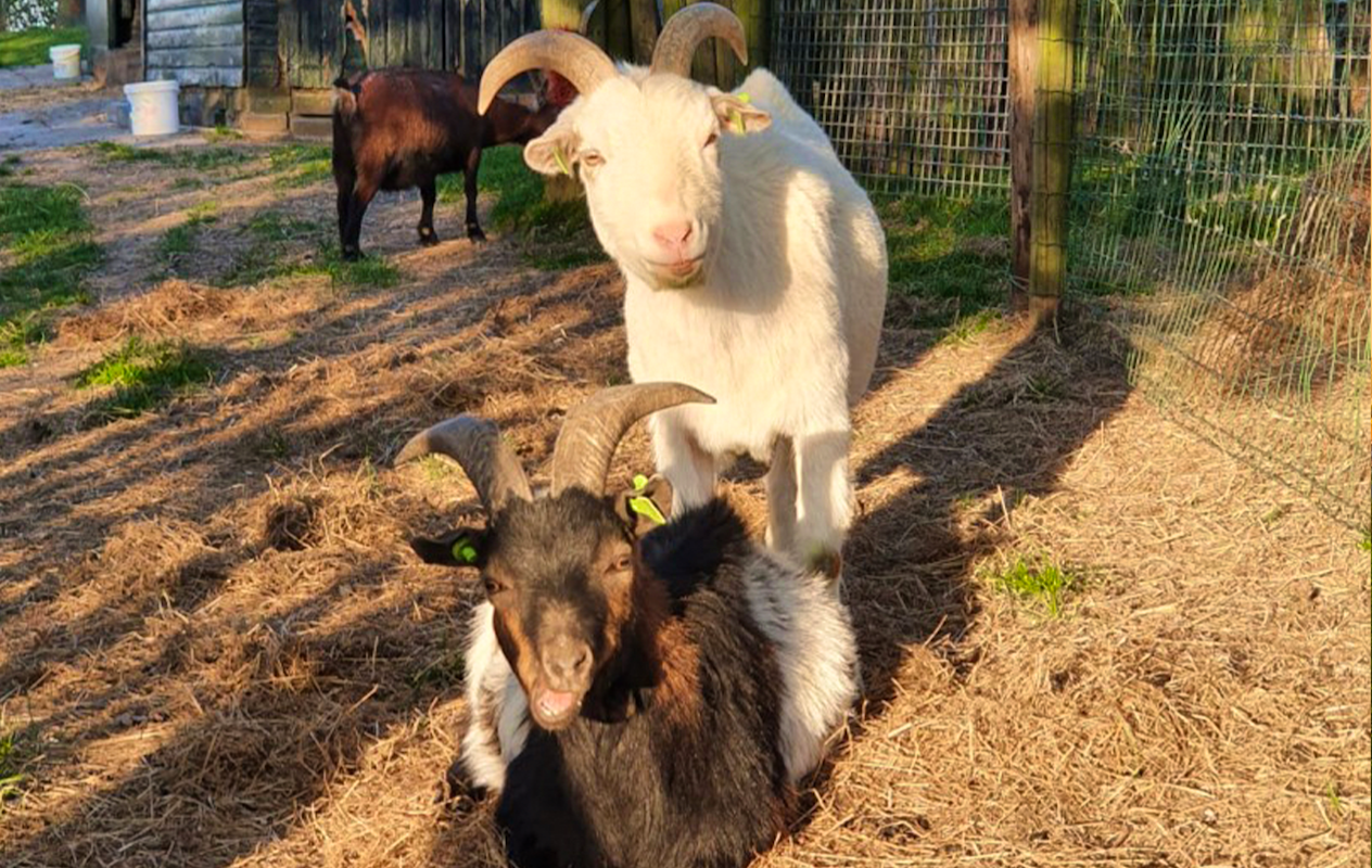 Entreeticket Kinderspeelboerderij  't Bukske + drankje en zakje chips