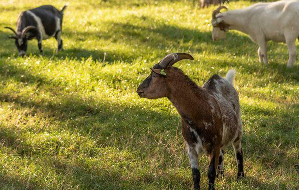 Entreeticket Kinderspeelboerderij  't Bukske + drankje en zakje chips