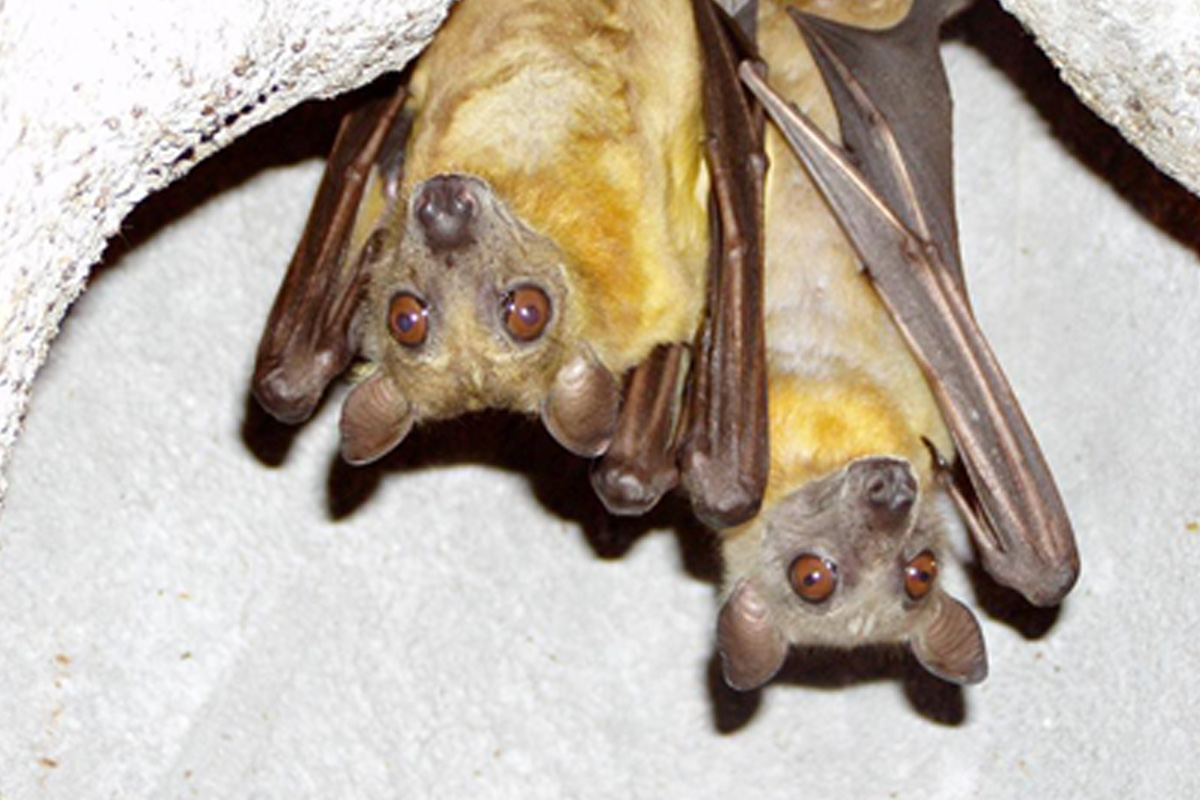 Entreeticket Mappa Mundia in Avonturia