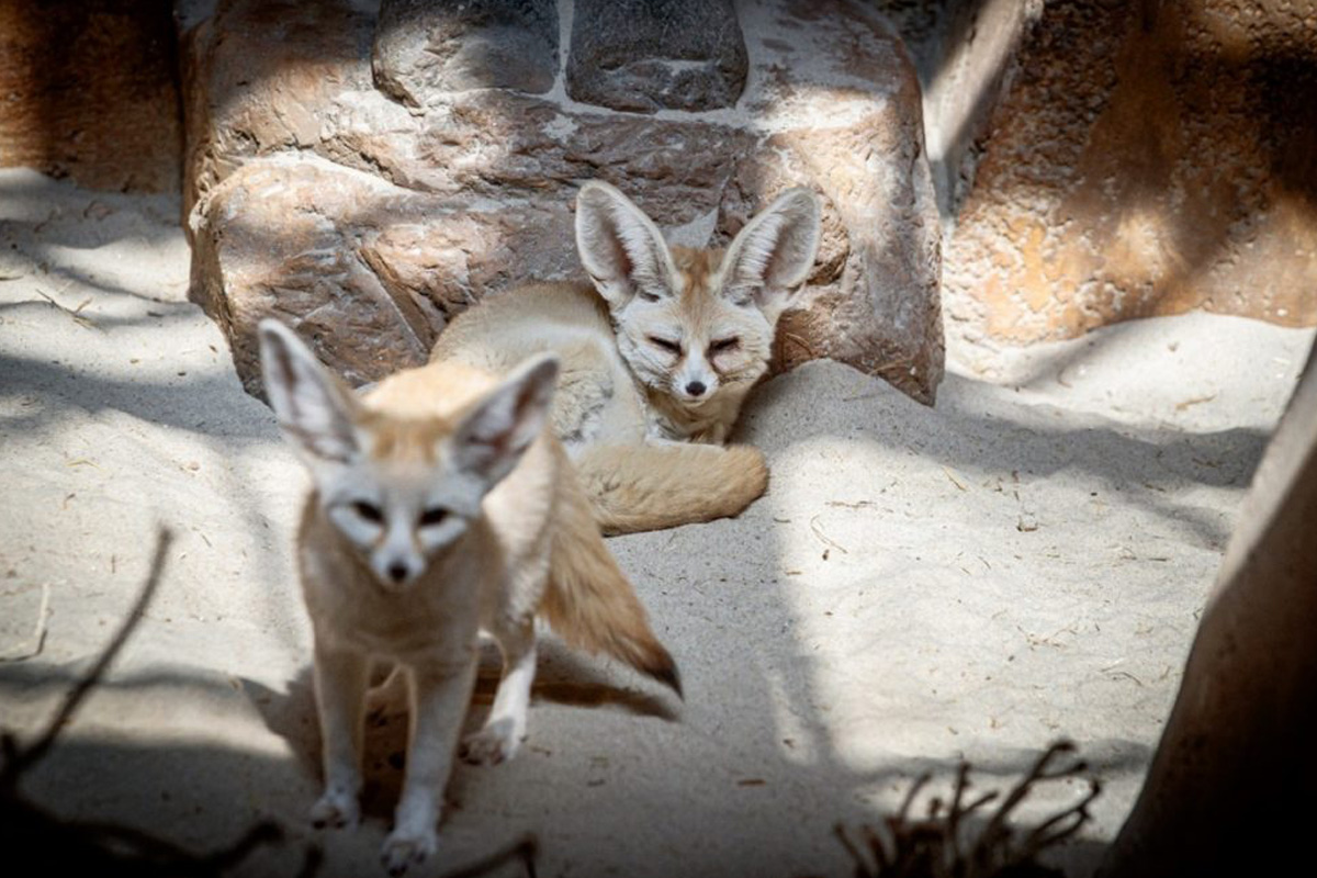 Entreeticket Mappa Mundia in Avonturia