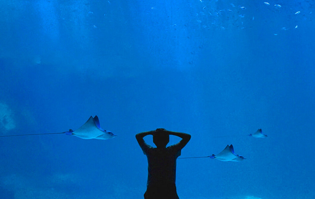 Offre temporaire: Billet d'entrée pour Nausicaá