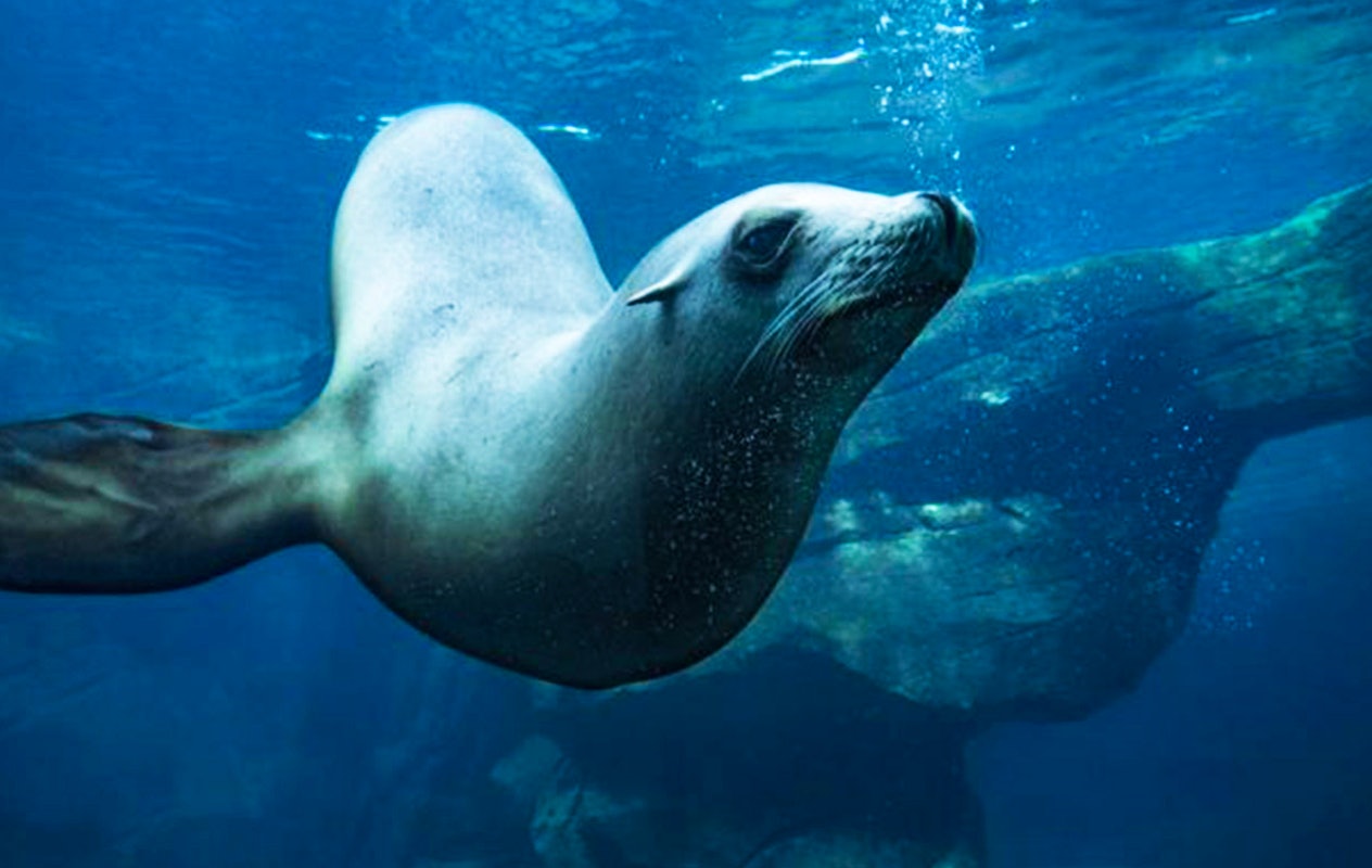 Offre temporaire: Billet d'entrée pour Nausicaá