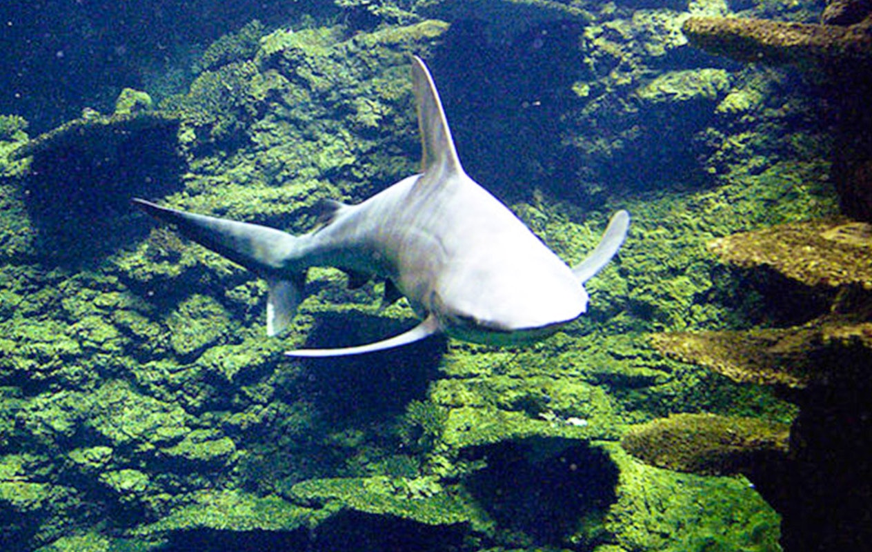 Offre temporaire: Billet d'entrée pour Nausicaá