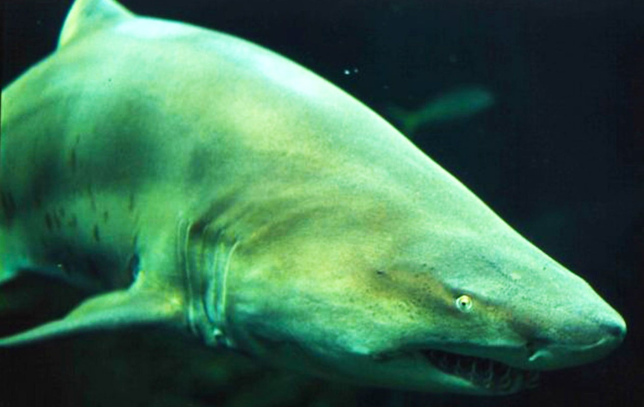 Offre temporaire: Billet d'entrée pour Nausicaá