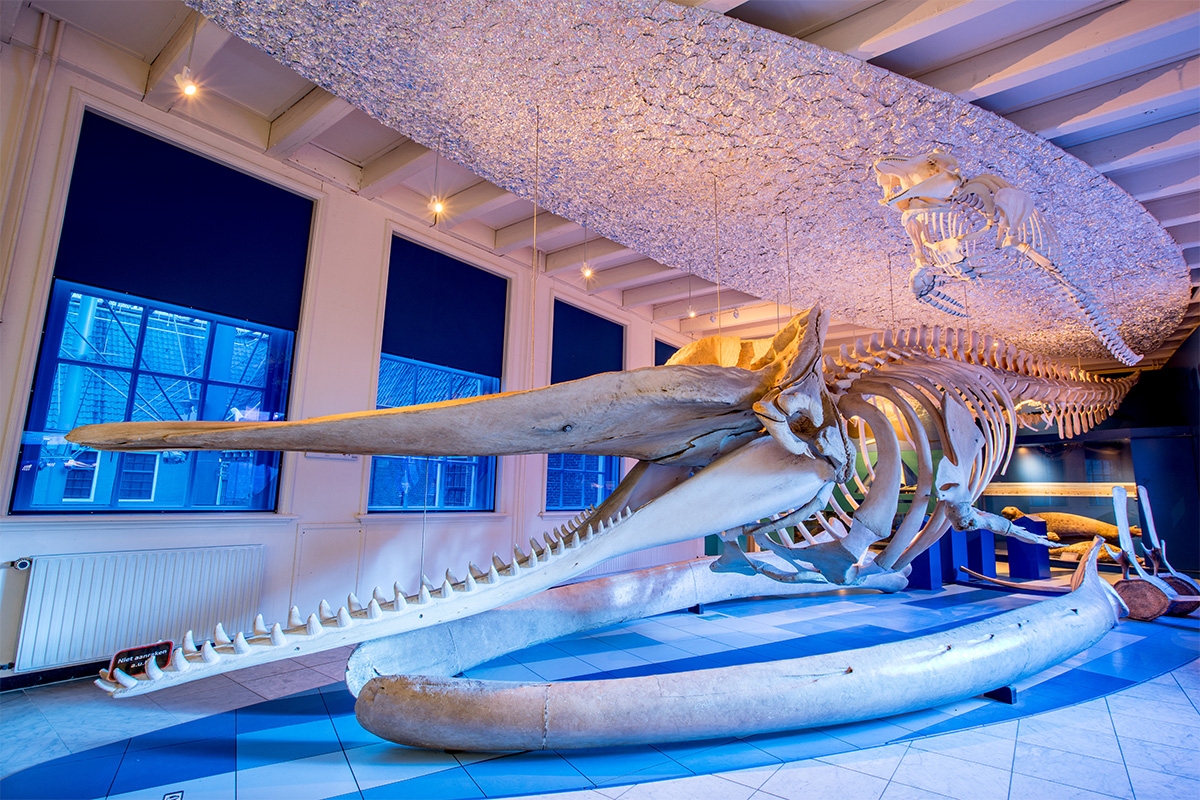 Entreeticket incl. OnderWaterSafari bij Natuurmuseum Fryslân