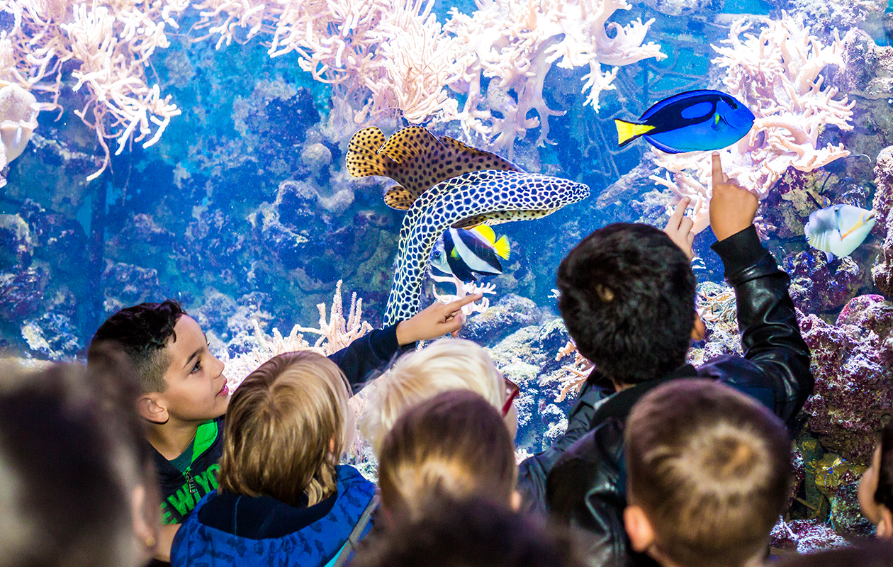 Entreeticket voor Piratenpark & Zeeaquarium Het Arsenaal