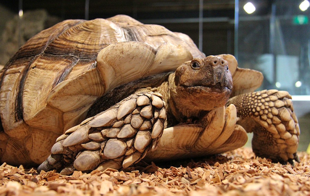 Entreeticket Reptielenhuis de Aarde