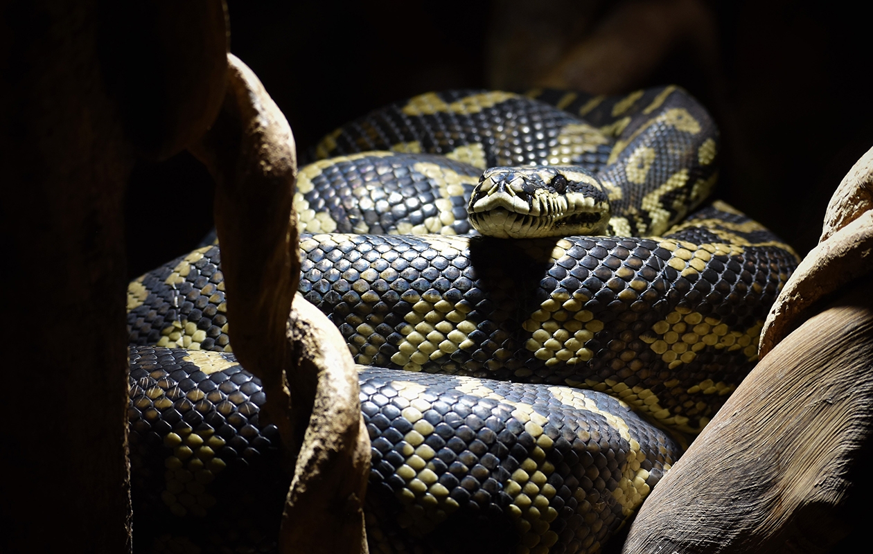 Entreeticket Reptielenhuis de Aarde