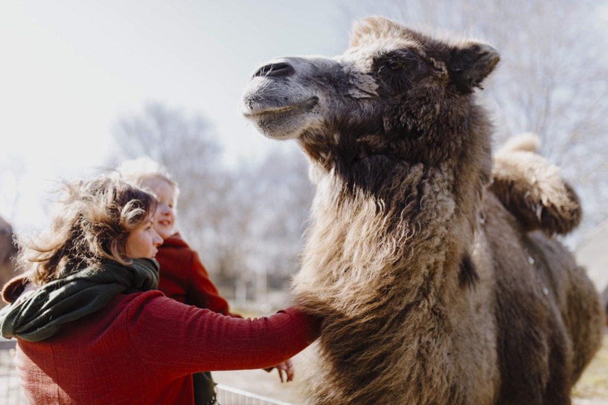 Entreeticket Sanjes Safari