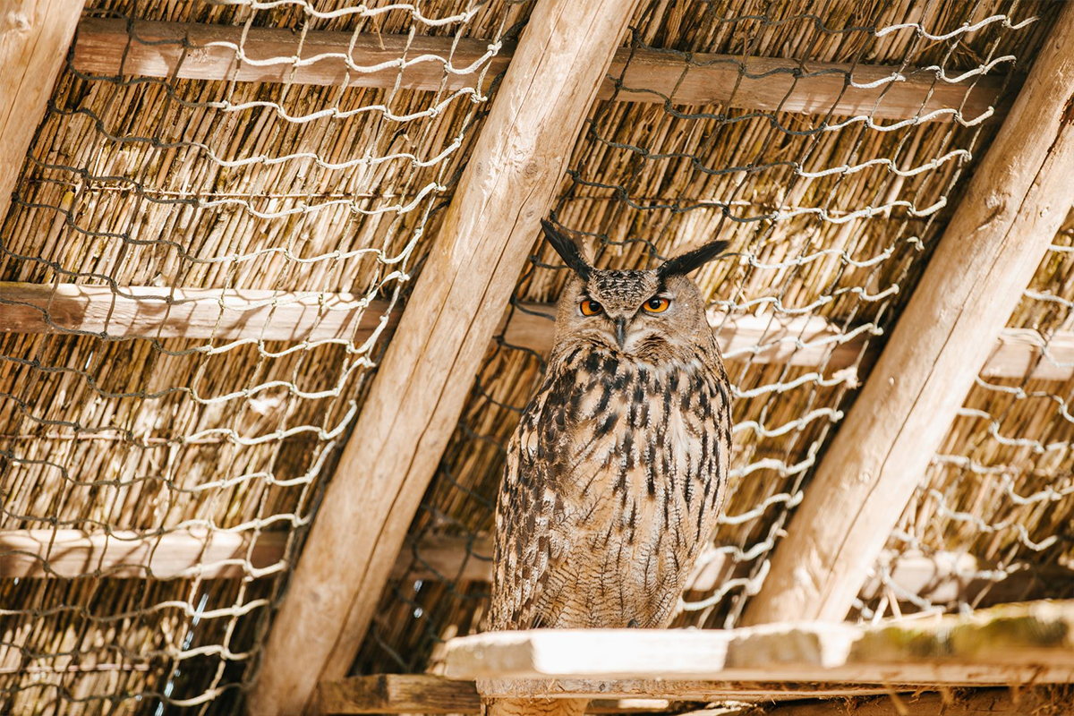 Entreeticket Sanjes Safari