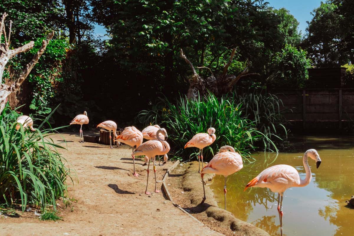 Entreeticket Sanjes Safari