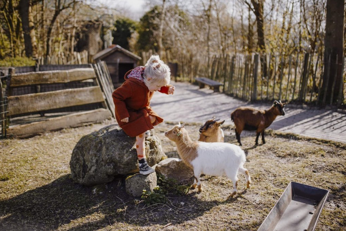 Entreeticket Sanjes Safari