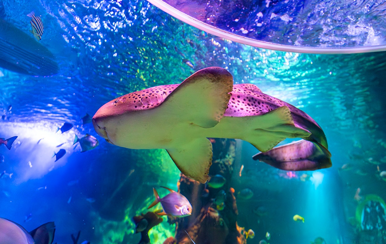 Entreeticket SEA LIFE Blankenberge