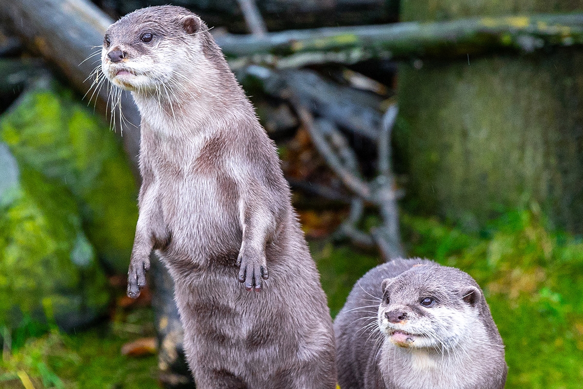Entreeticket SEA LIFE Blankenberge