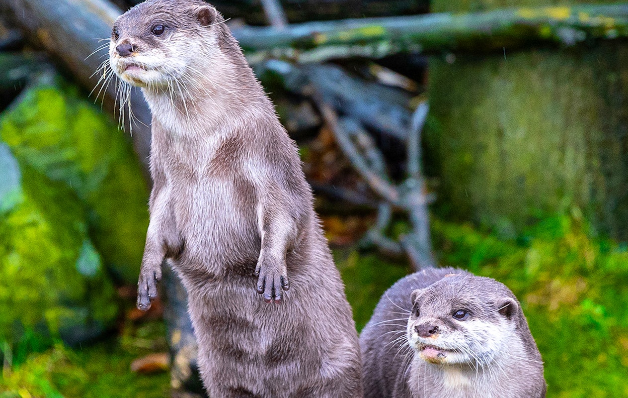 Entreeticket SEA LIFE Blankenberge