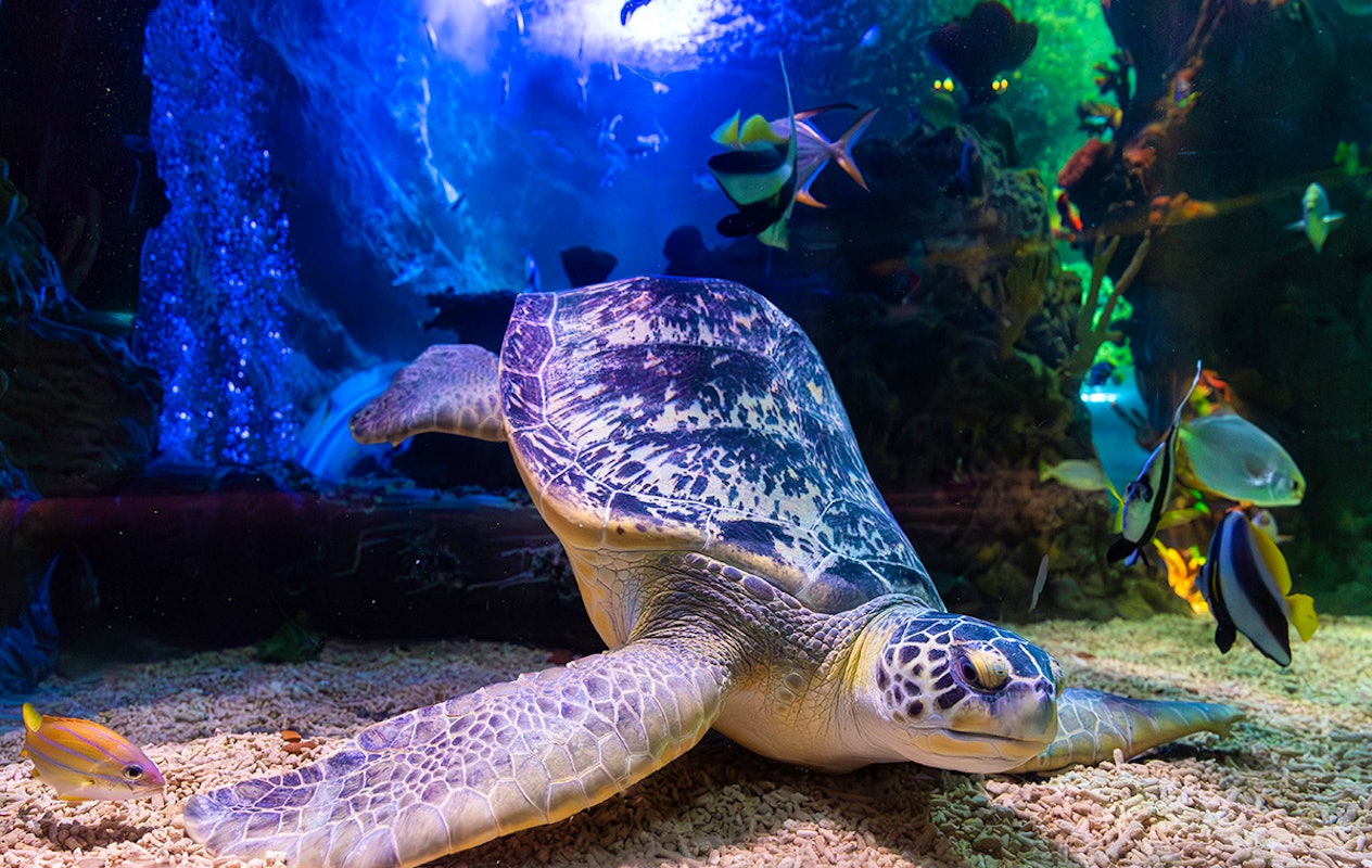 Entreeticket SEA LIFE Blankenberge