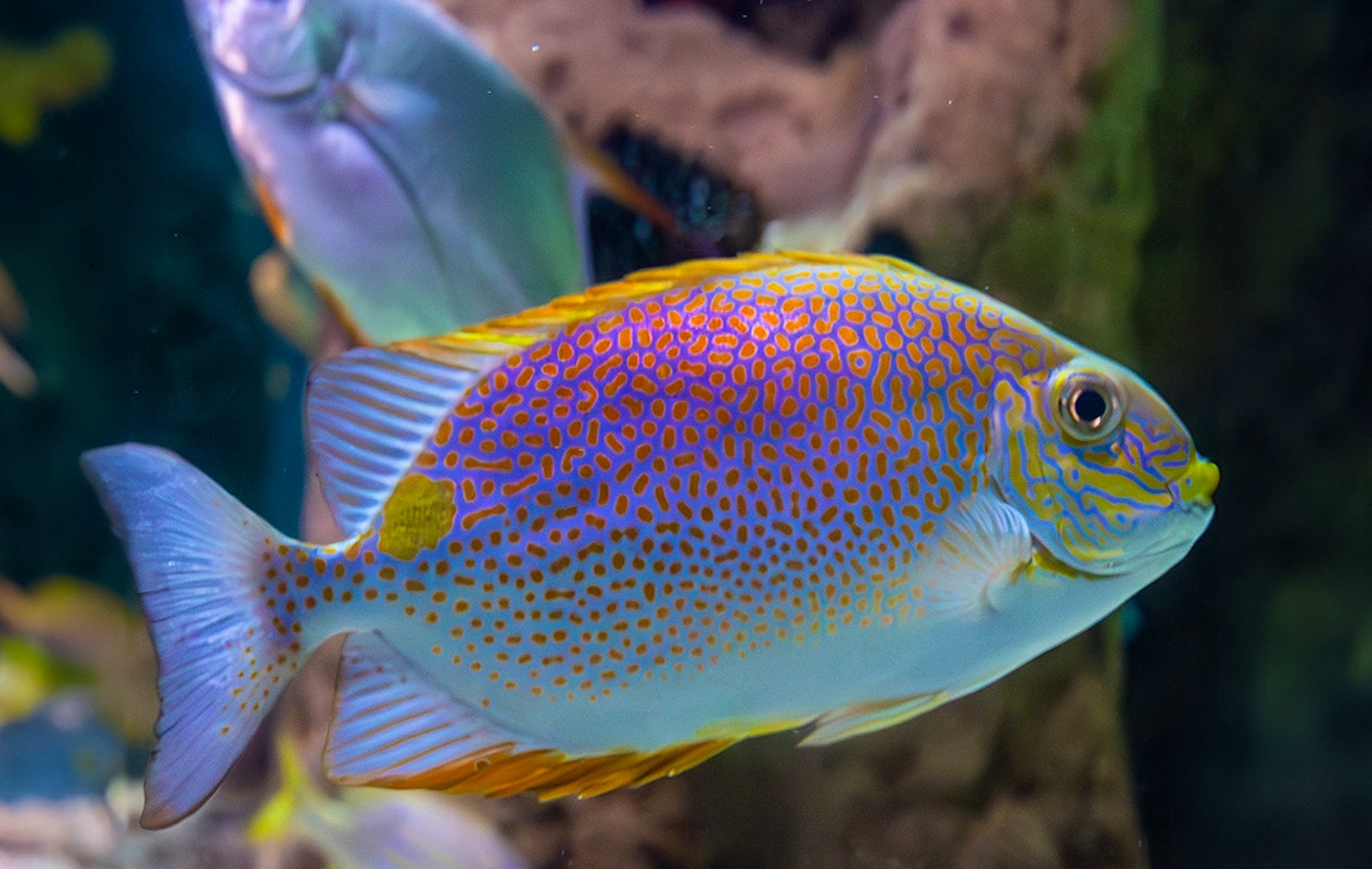 Entreeticket SEA LIFE Blankenberge