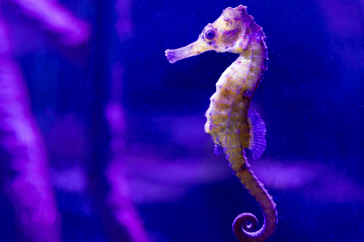 Entreeticket SEA LIFE Blankenberge