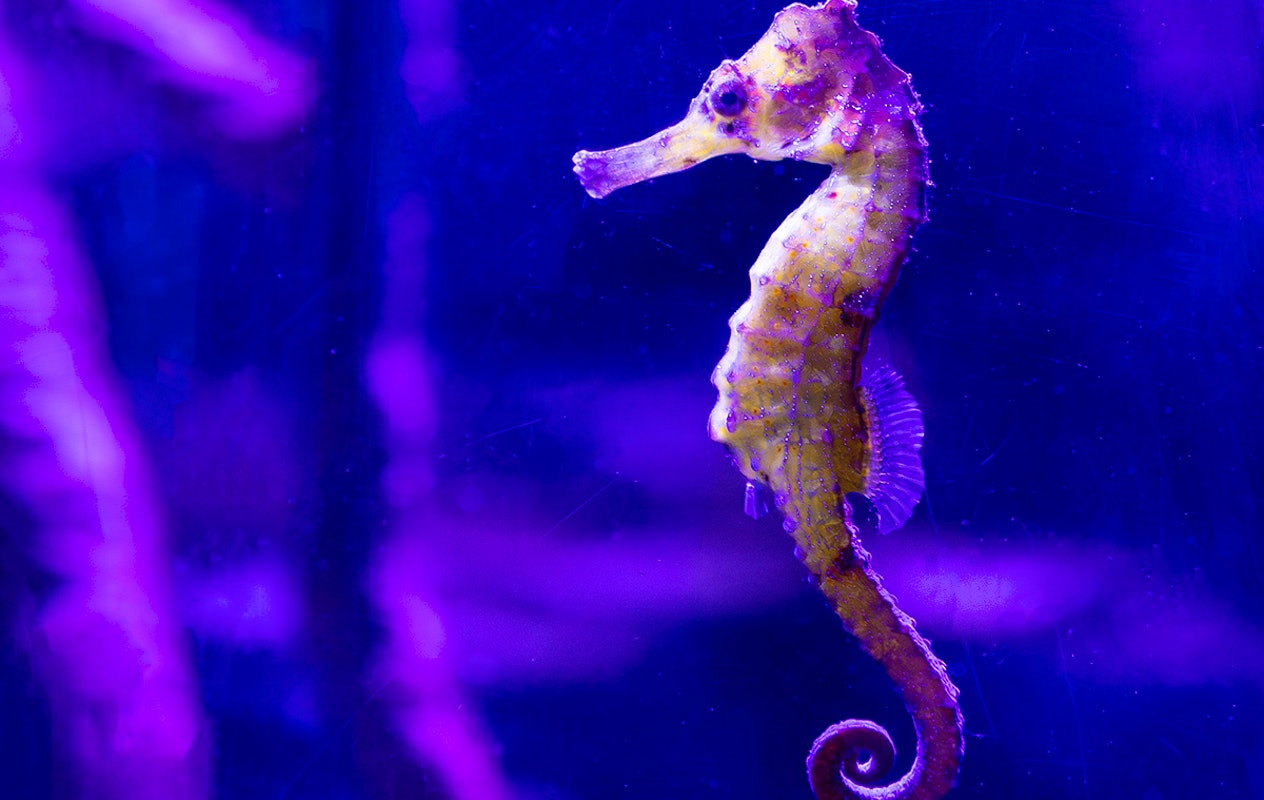 Entreeticket SEA LIFE Blankenberge