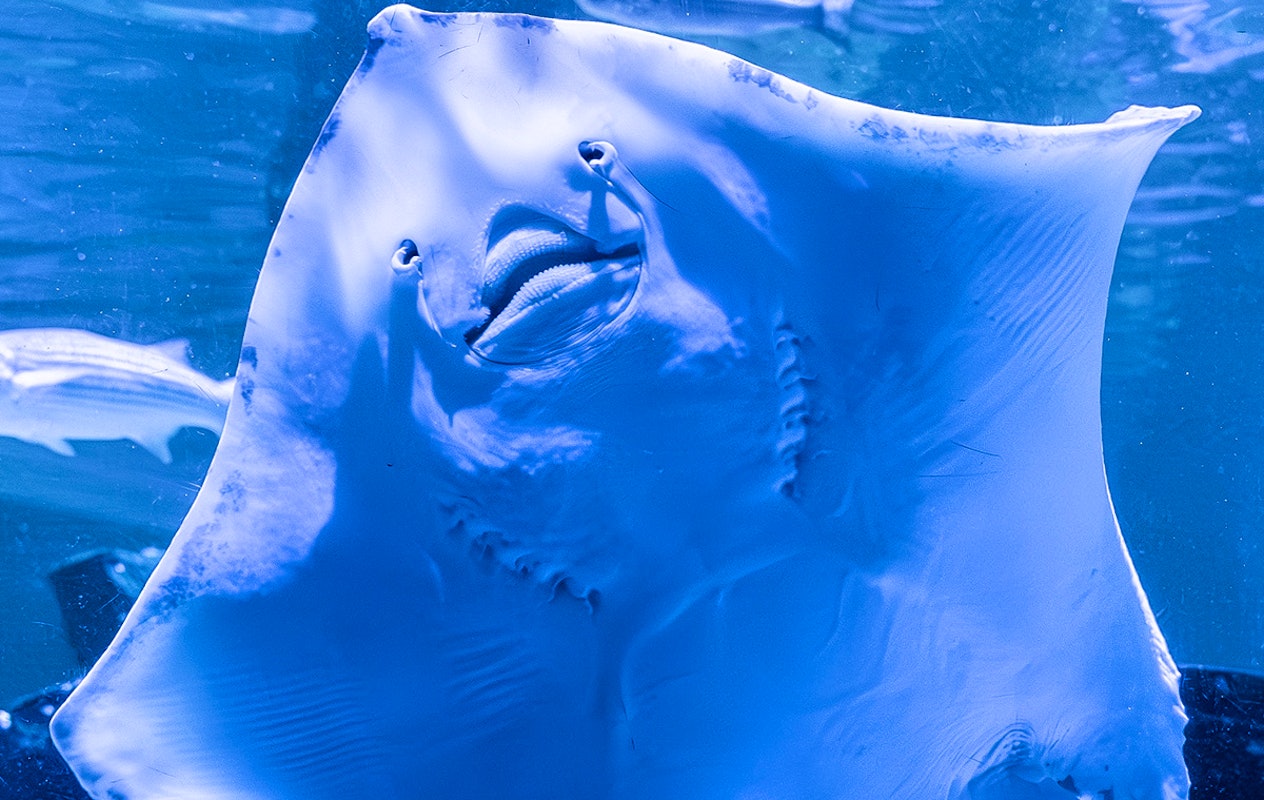 Entreeticket SEA LIFE Blankenberge