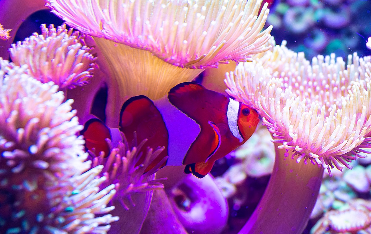 Entreeticket SEA LIFE Blankenberge