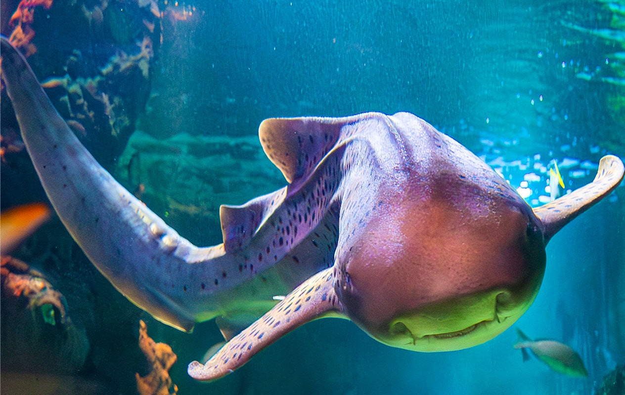 Entreeticket SEA LIFE Blankenberge