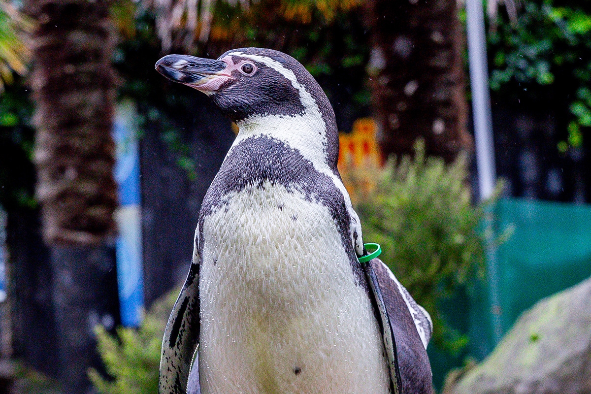 Entreeticket SEA LIFE Blankenberge