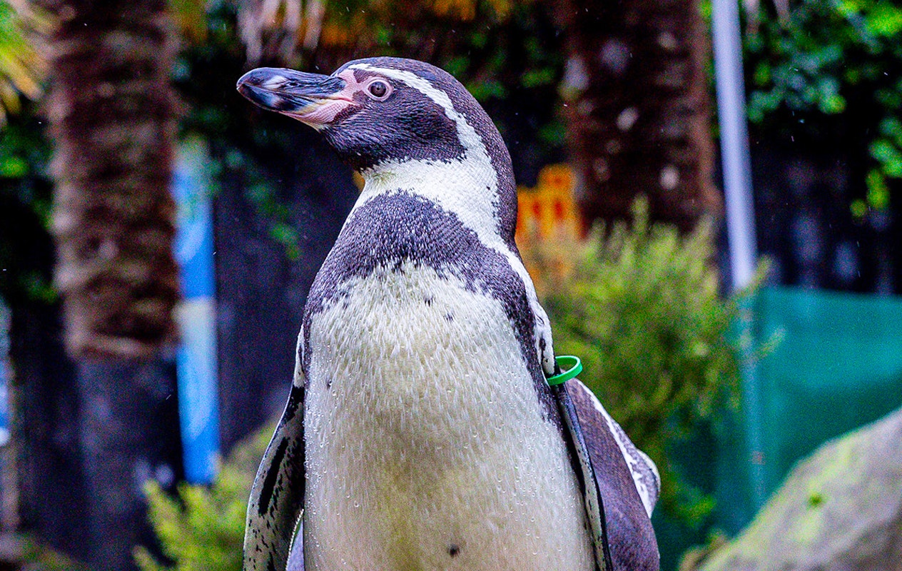 Entreeticket SEA LIFE Blankenberge